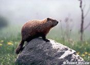 Groundhog